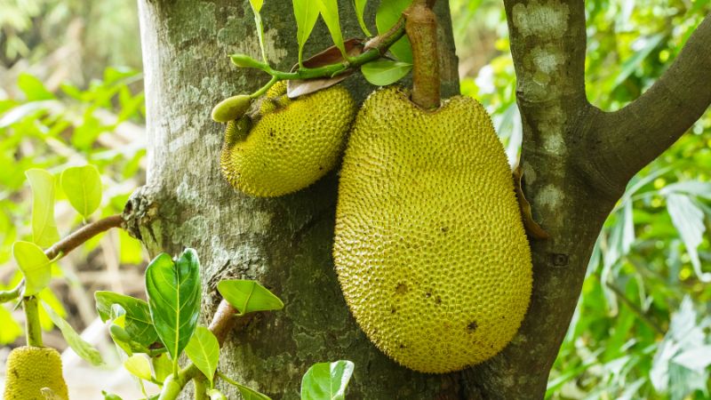 Nguyên nhân mít nứt trái, thối trái khi gần già