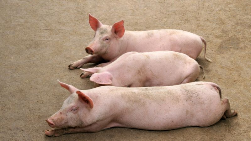 Giá heo hơi hôm nay 15/1 tại miền Bắc Giá heo hơi hôm nay 15/1 tại miền Bắc