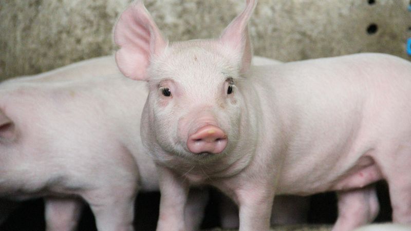 Giá heo hơi hôm nay 15/1 tại miền Trung, Tây Nguyên Giá heo hơi hôm nay 15/1 tại miền Trung, Tây Nguyên