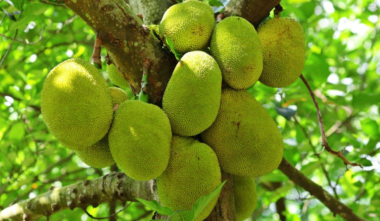 Giá mít Thái hôm nay 15/01/2024: Tăng mạnh ngày đầu tuần