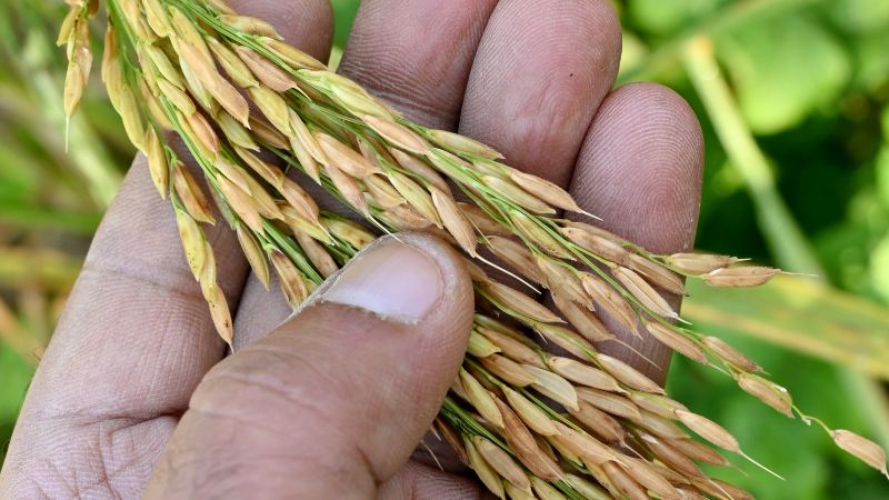 Giá lúa hôm nay 15/01 Giá lúa hôm nay 15/01