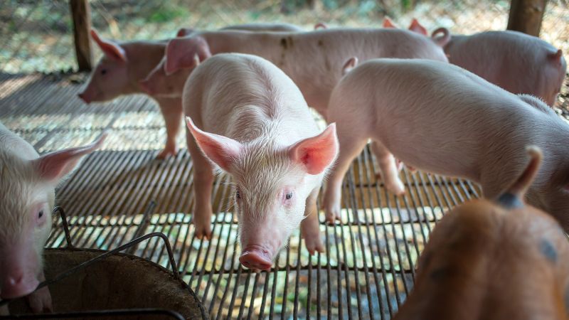 Giá heo hơi hôm nay 16/1 tại miền Trung, Tây Nguyên