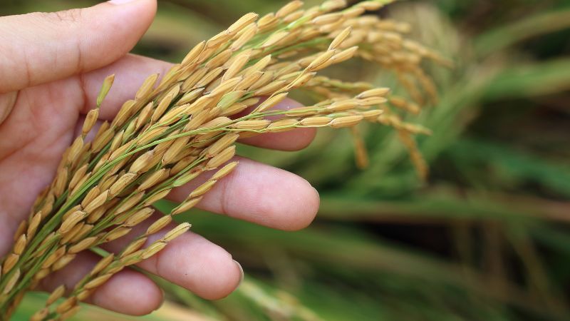 Giá lúa hôm nay 16/01