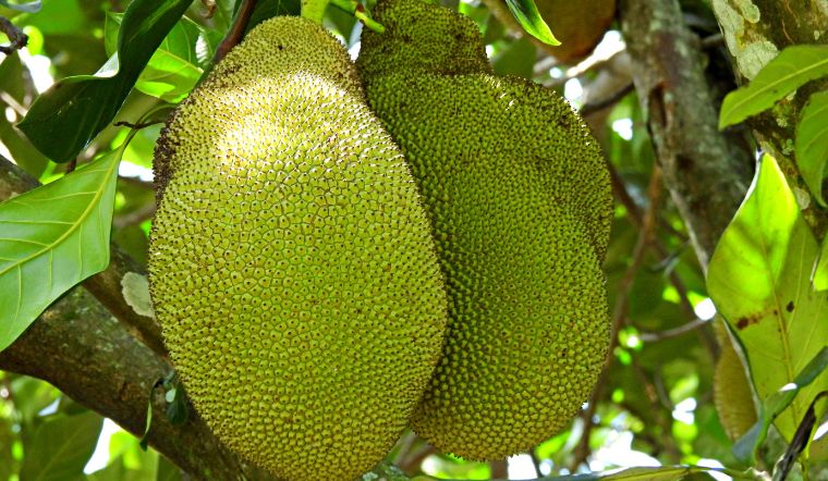 Giá mít Thái hôm nay 16/01/2024: Biến động nhẹ