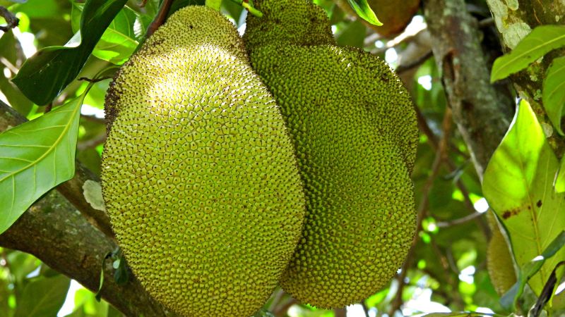 Đừng nên để trái nhiều trên cùng một cây