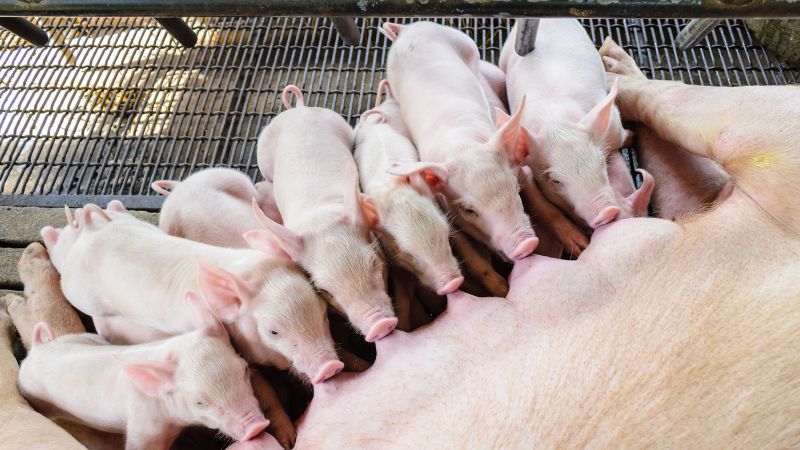 Giá heo hơi hôm nay 17/1 tại miền Nam Giá heo hơi hôm nay 17/1 tại miền Nam