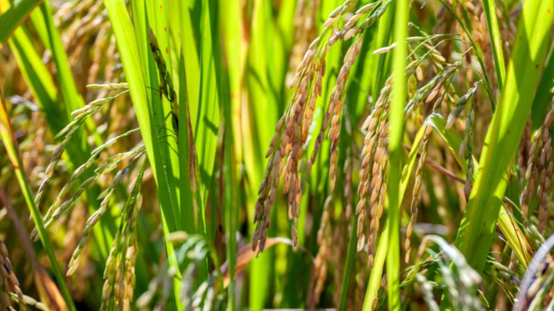 Giá lúa hôm nay 17/01