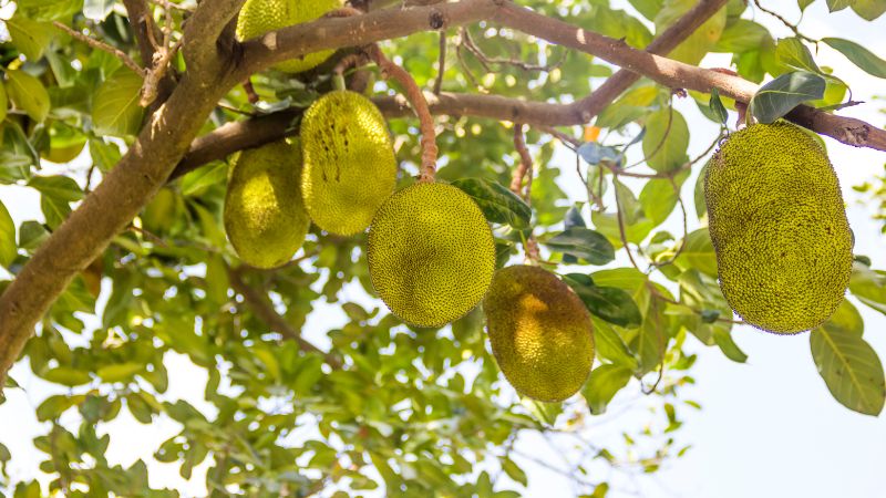 Nguyên nhân lá mít Thái màu đỏ và cách khắc phục