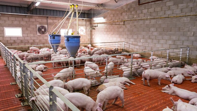 Giá heo hơi hôm nay 18/1 tại miền Bắc Giá heo hơi hôm nay 18/1 tại miền Bắc