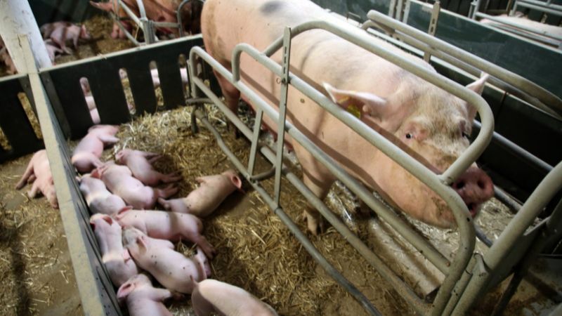 Giá heo hơi hôm nay 18/1 tại miền Trung, Tây Nguyên Giá heo hơi hôm nay 18/1 tại miền Trung, Tây Nguyên