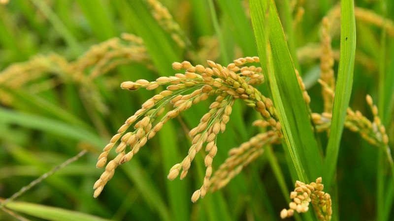 Giá lúa hôm nay 18/01 Giá lúa hôm nay 18/01