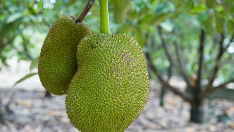 Cách hạn chế trái mít bị xơ đen