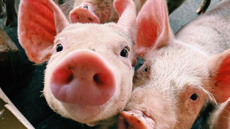 Giá heo hơi hôm nay 19/1 tại miền Bắc Giá heo hơi hôm nay 19/1 tại miền Bắc