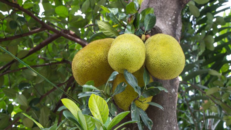 Vì sao trồng mít ruột đỏ ra múi không đỏ, ăn không ngon?