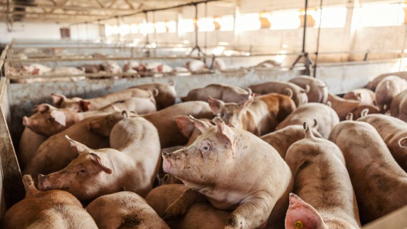 Giá heo hơi hôm nay 20/1 tại miền Trung, Tây Nguyên Giá heo hơi hôm nay 20/1 tại miền Trung, Tây Nguyên