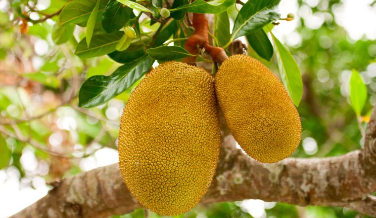 Giá mít Thái hôm nay 20/01/2024: Tiếp tục giảm