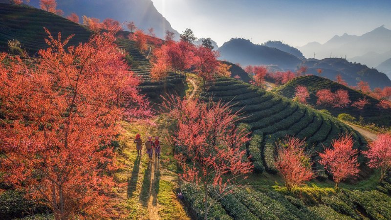Sapa là một trong những điểm đến du lịch nổi tiếng nhất ở Việt Nam, đặc biệt là vào mùa đông khi hoa mai anh đào nở rộ