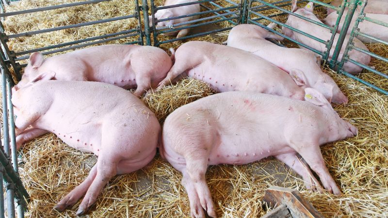 Giá heo hơi hôm nay 22/1 tại miền Bắc