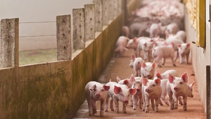 Giá heo hơi hôm nay 22/1 tại miền Trung, Tây Nguyên