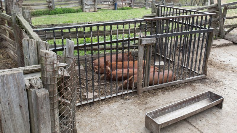 Giá heo hơi hôm nay 22/1 tại miền Nam