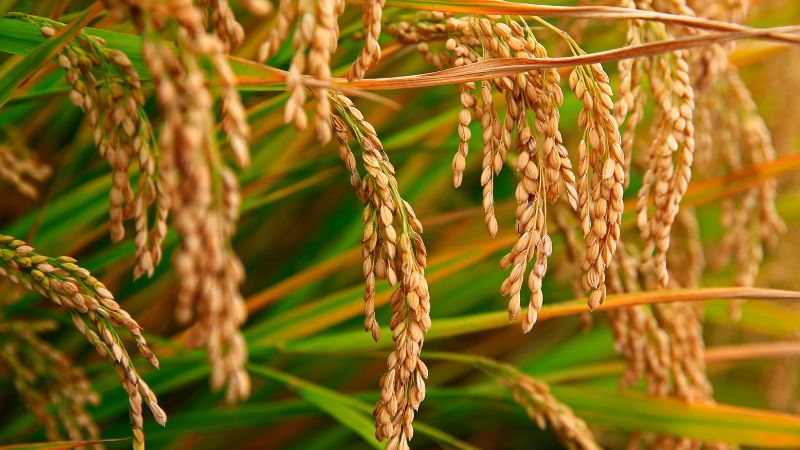 Giá lúa hôm nay 22/01