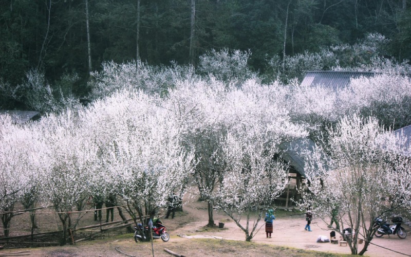 Tháng 3 - Thưởng thức hoa lê trắng Hà Giang