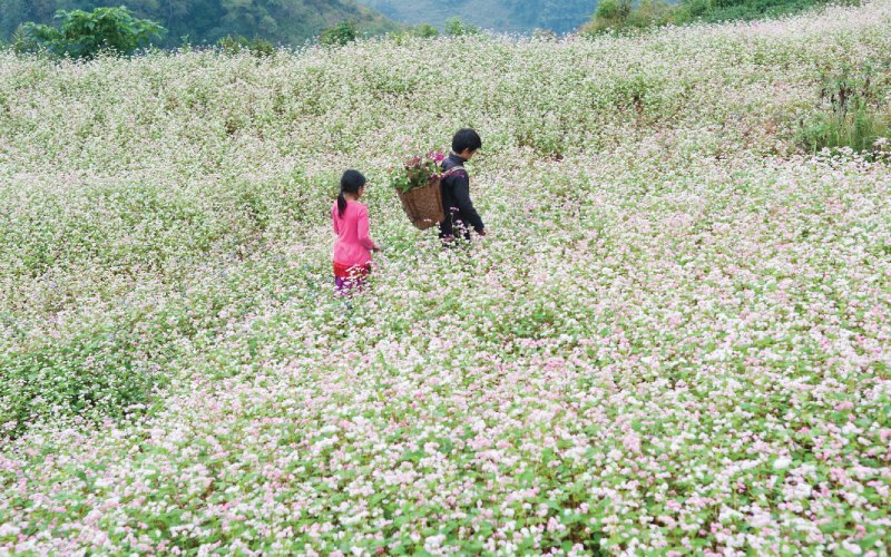 Tháng 11 - Đắm chìm mùa hoa tam giác mạch Hà Giang