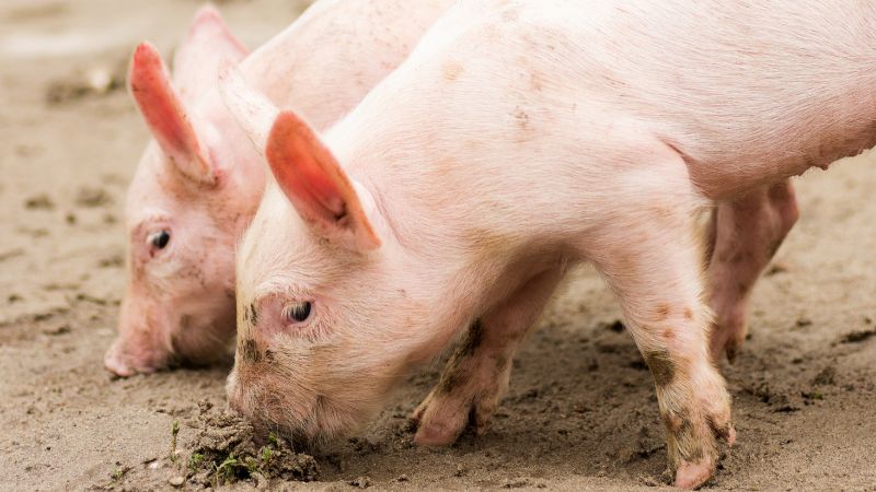 Giá heo hơi hôm nay 23/1 tại miền Bắc Giá heo hơi hôm nay 23/1 tại miền Bắc