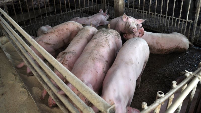 Giá heo hơi hôm nay 24/1 tại miền Bắc Giá heo hơi hôm nay 24/1 tại miền Bắc