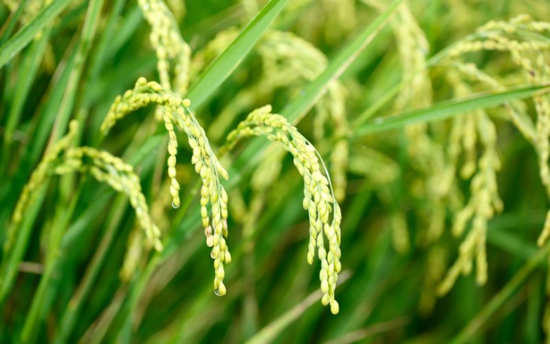 Giá lúa hôm nay 24/01