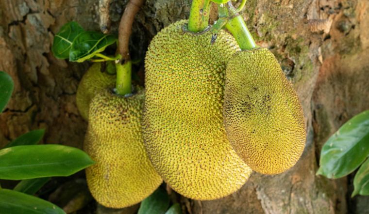 Giá mít Thái hôm nay 24/01/2024: Giá tăng nhẹ 