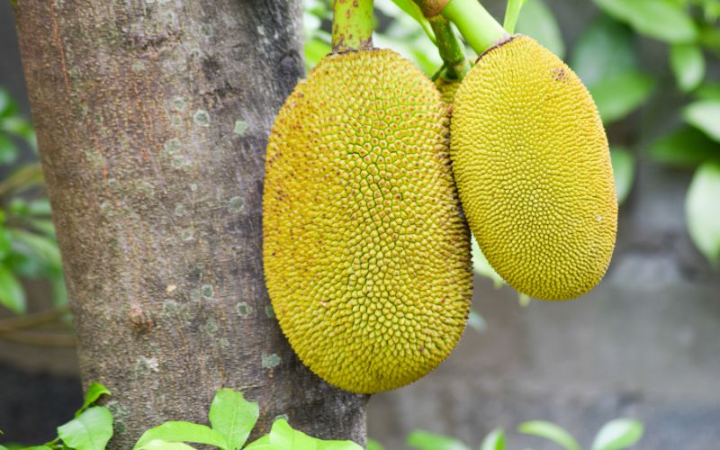 Giá mít Thái hôm nay 24/01