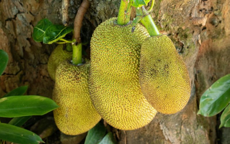 Cách khắc phục trái mít nám da