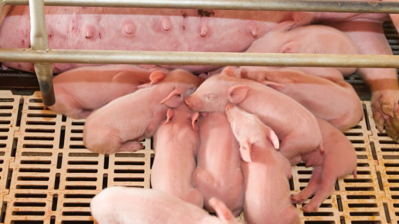 Giá heo hơi hôm nay 25/1 tại miền Bắc Giá heo hơi hôm nay 25/1 tại miền Bắc