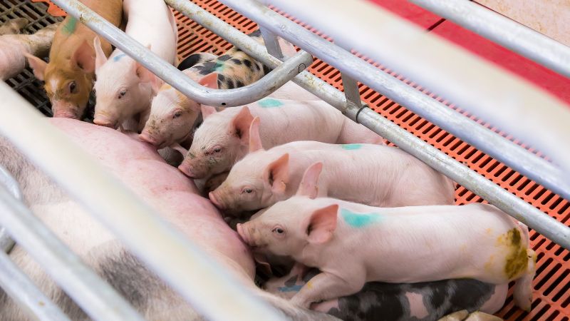 Giá heo hơi hôm nay 25/1 tại miền Trung, Tây Nguyên Giá heo hơi hôm nay 25/1 tại miền Trung, Tây Nguyên