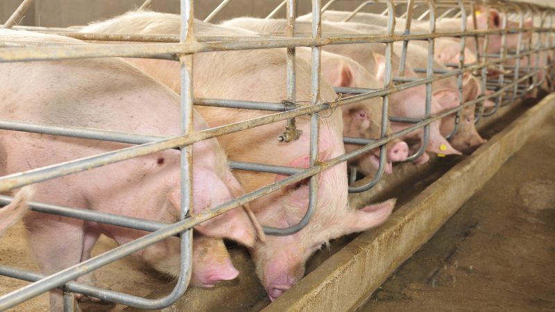 Giá heo hơi hôm nay 25/1 tại miền Nam Giá heo hơi hôm nay 25/1 tại miền Nam