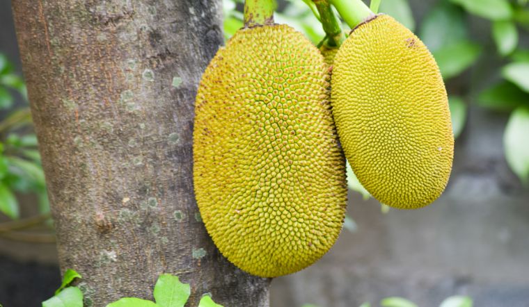 Giá mít Thái hôm nay 25/01/2024: Tiếp tục tăng giá 