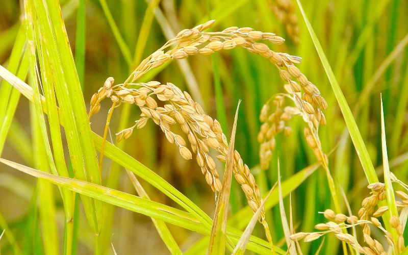 Giá lúa hôm nay 26/01