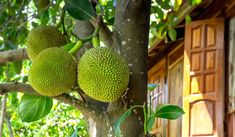 Giá mít Thái hôm nay 26/01/2024: Tăng giá nhẹ ở vài loại