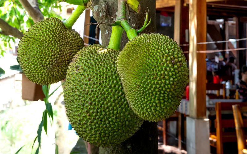 Giá mít Thái hôm nay 26/01