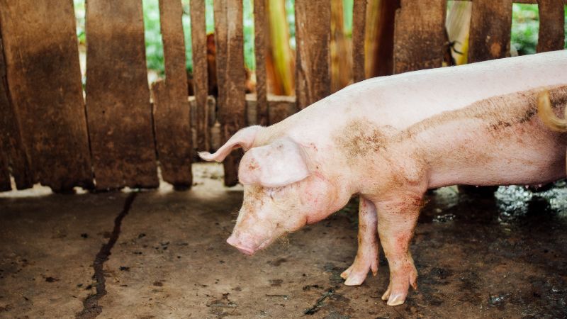 Giá heo hơi hôm nay 27/1 tại miền Bắc Giá heo hơi hôm nay 27/1 tại miền Bắc