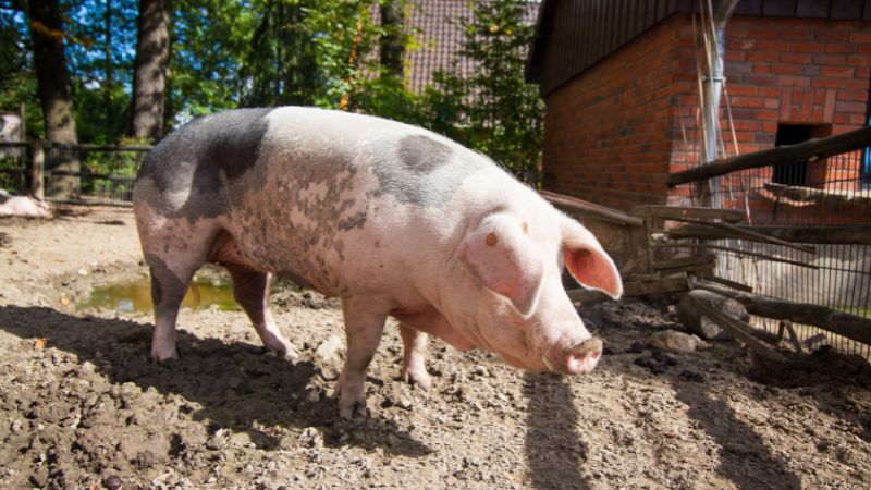 Giá heo hơi hôm nay 27/1 tại miền Nam Giá heo hơi hôm nay 27/1 tại miền Nam