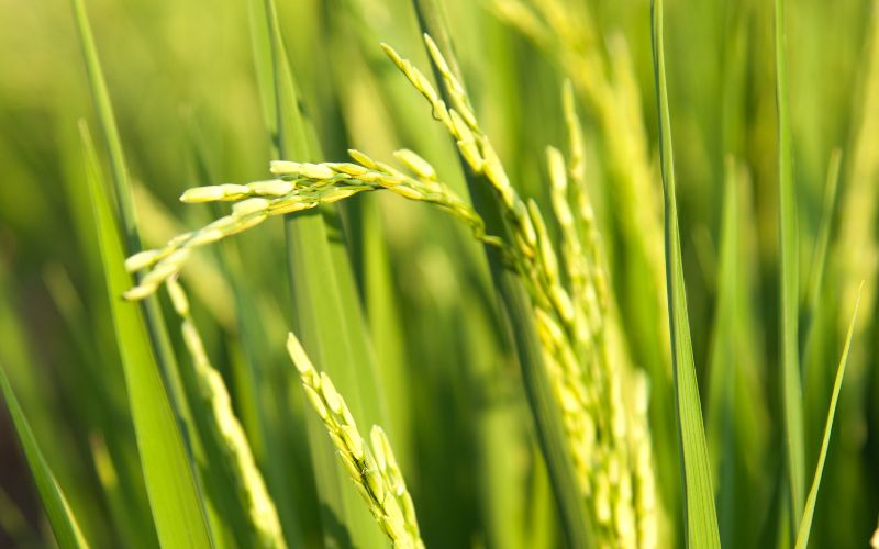 Giá lúa hôm nay 27/01