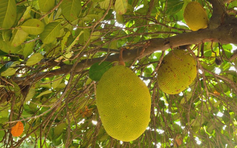 Cuống mít Thái nhỏ, ốm có nuôi trái được không?