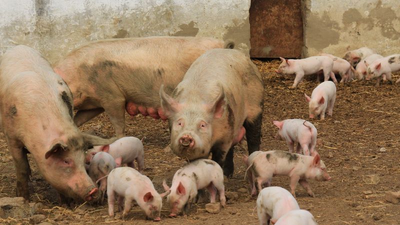 Giá heo hơi hôm nay 29/1 tại miền Bắc Giá heo hơi hôm nay 29/1 tại miền Bắc