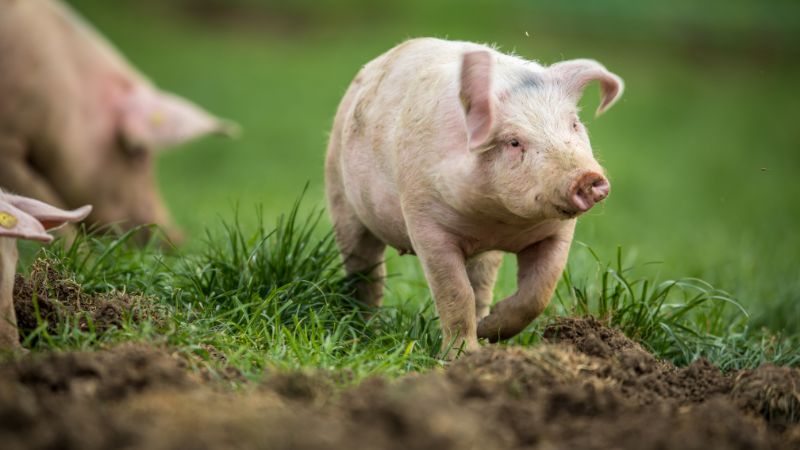 Giá heo hơi hôm nay 29/1 tại miền Trung, Tây Nguyên Giá heo hơi hôm nay 29/1 tại miền Trung, Tây Nguyên