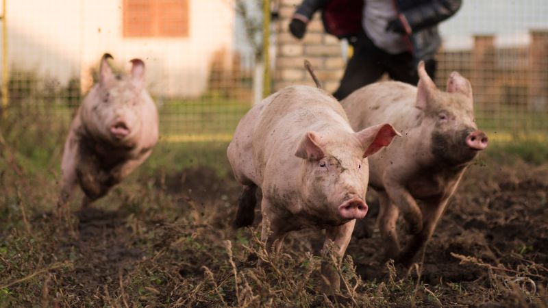 Giá heo hơi hôm nay 29/1 tại miền Nam Giá heo hơi hôm nay 29/1 tại miền Nam