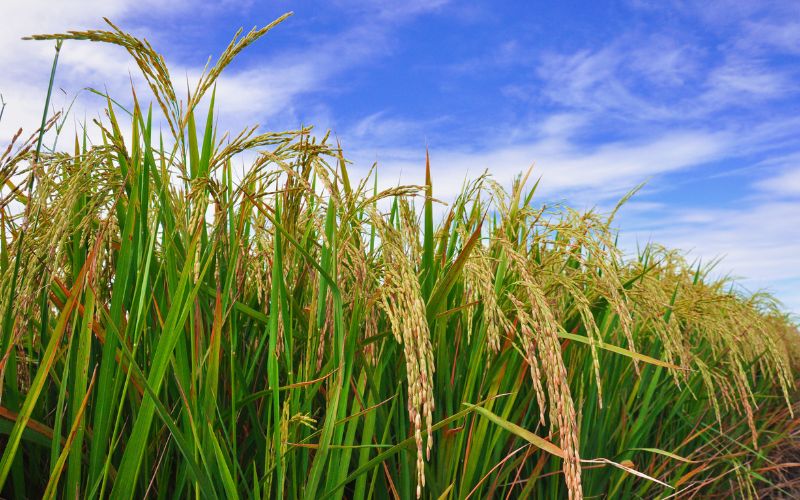 Giá lúa hôm nay 29/01