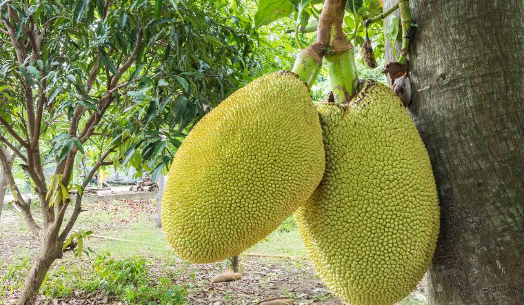 Giá mít Thái hôm nay 29/01/2024: Ghi nhận tăng giá