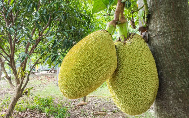 Cách ngăn ruồi vàng tấn công trái mít Thái